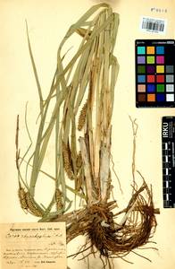 Carex utriculata Boott, Siberia, Baikal & Transbaikal region (S4) (Russia)