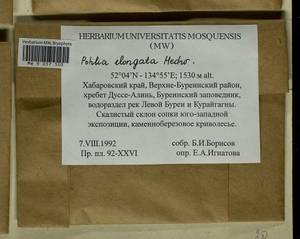 Pohlia elongata Hedw., Bryophytes, Bryophytes - Russian Far East (excl. Chukotka & Kamchatka) (B20) (Russia)