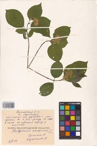 Cornus sanguinea L., Eastern Europe, Lower Volga region (E9) (Russia)