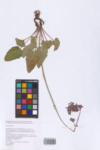 Salvia nutans L., Eastern Europe, Eastern region (E10) (Russia)