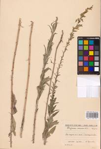 Asyneuma canescens (Waldst. & Kit.) Griseb. & Schenk, Eastern Europe, South Ukrainian region (E12) (Ukraine)