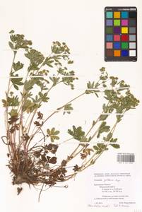 Potentilla thuringiaca Bernh. ex Link, Eastern Europe, Central region (E4) (Russia)