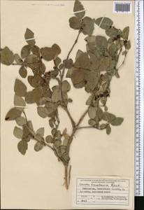 Lonicera tianshanica Pojark., Middle Asia, Western Tian Shan & Karatau (M3) (Uzbekistan)