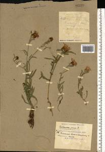 Centaurea jacea L., Eastern Europe, South Ukrainian region (E12) (Ukraine)