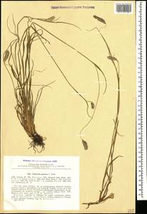 Alopecurus ponticus K.Koch, Caucasus, Stavropol Krai, Karachay-Cherkessia & Kabardino-Balkaria (K1b) (Russia)