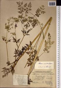 Anthriscus sylvestris subsp. sylvestris, Siberia, Russian Far East (S6) (Russia)