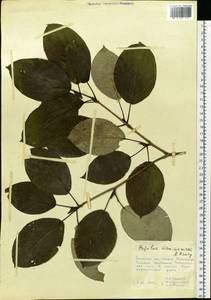 Populus suaveolens subsp. maximowiczii (A. Henry) Tatew., Siberia, Russian Far East (S6) (Russia)