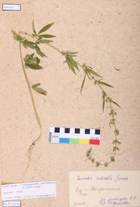Cannabis sativa var. ruderalis (Janisch.) S. Z. Liou, Siberia, Central Siberia (S3) (Russia)