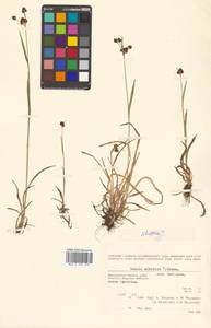 Luzula multiflora subsp. sibirica V. I. Krecz., Siberia, Chukotka & Kamchatka (S7) (Russia)