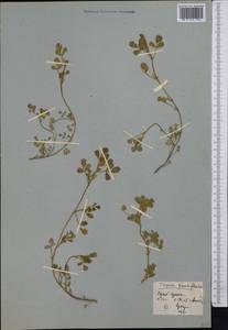 Trigonella grandiflora Bunge, Middle Asia, Karakum (M6) (Turkmenistan)