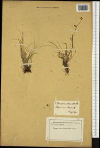 Carex mucronata All., Western Europe (EUR) (Not classified)