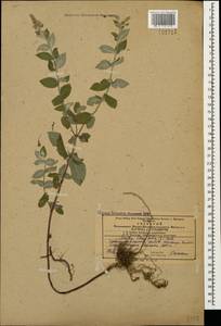 Mentha longifolia (L.) L., Caucasus, Azerbaijan (K6) (Azerbaijan)