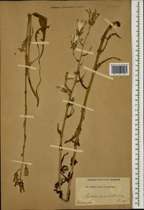 Lactuca tuberosa Jacq., Caucasus (no precise locality) (K0)