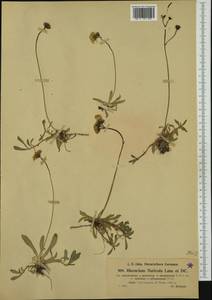 Pilosella floribunda (Wimm. & Grab.) Fr., Western Europe (EUR) (Italy)