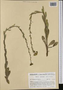 Senecio carpetanus Boiss. & Reut., Western Europe (EUR) (Spain)