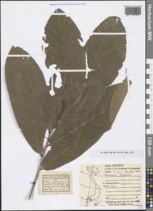 Lithocarpus tubulosus (Hickel & A.Camus) A.Camus, South Asia, South Asia (Asia outside ex-Soviet states and Mongolia) (ASIA) (Vietnam)