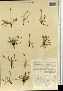 Taraxacum leucanthum (Ledeb.) Ledeb., Mongolia (MONG) (Mongolia)