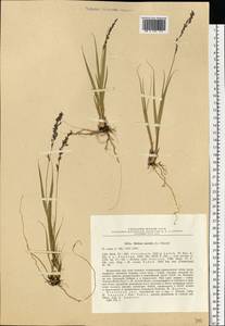 Molinia caerulea (L.) Moench, Eastern Europe, North-Western region (E2) (Russia)