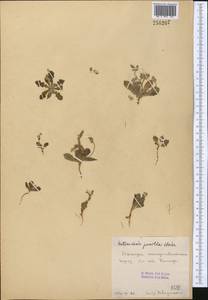 Heteroderis pusilla (Boiss.) Boiss., Middle Asia, Syr-Darian deserts & Kyzylkum (M7) (Uzbekistan)