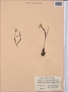 Tulipa sylvestris subsp. australis (Link) Pamp., Middle Asia, Northern & Central Kazakhstan (M10) (Kazakhstan)