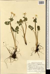 Callianthemum isopyroides (DC.) Witasek, Mongolia (MONG) (Mongolia)