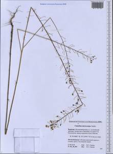 Camelina microcarpa Andrz. ex DC., Siberia, Baikal & Transbaikal region (S4) (Russia)