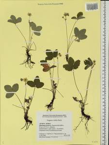 Fragaria viridis Duchesne, Eastern Europe, Central forest-and-steppe region (E6) (Russia)