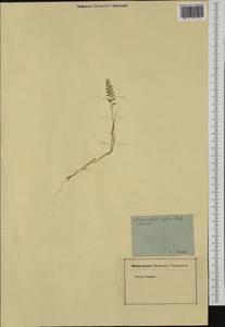 Catapodium rigidum (L.) C.E.Hubb., Western Europe (EUR) (France)