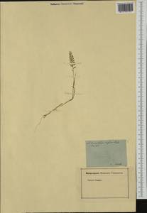 Catapodium rigidum (L.) C.E.Hubb., Western Europe (EUR) (France)