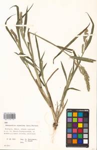 Echinochloa oryzoides (Ard.) Fritsch, Eastern Europe, Belarus (E3a) (Belarus)