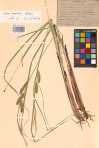 Carex rostrata Stokes, Siberia, Russian Far East (S6) (Russia)
