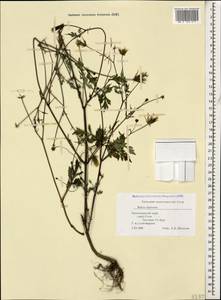 Bidens bipinnata L., Caucasus, Black Sea Shore (from Novorossiysk to Adler) (K3) (Russia)