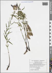 Gentiana pneumonanthe L., Eastern Europe, Middle Volga region (E8) (Russia)