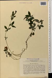 Lathyrus laxiflorus (Desf.)Kuntze, Caucasus, Dagestan (K2) (Russia)