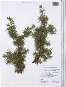 Juniperus communis L., Western Europe (EUR) (Italy)