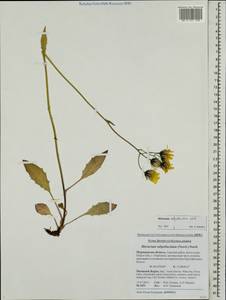 Hieracium subpellucidum (Norrl.) Norrl., Eastern Europe, Northern region (E1) (Russia)