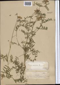 Vicia cracca L., Middle Asia, Muyunkumy, Balkhash & Betpak-Dala (M9) (Kazakhstan)