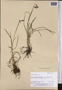 Carex podocarpa R.Br., America (AMER) (United States)
