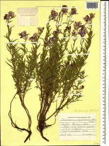 Chamaenerion dodonaei (Vill.) Schur ex Fuss., Caucasus, North Ossetia, Ingushetia & Chechnya (K1c) (Russia)