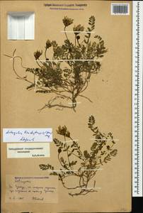 Astragalus brachytropis (Stev.) C. A. Mey., Caucasus, Stavropol Krai, Karachay-Cherkessia & Kabardino-Balkaria (K1b) (Russia)