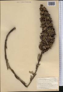 Hohenbergia penduliflora (A.Rich.) Mez, America (AMER) (Cuba)