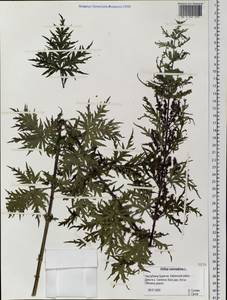 Urtica cannabina L., Siberia, Baikal & Transbaikal region (S4) (Russia)