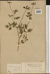 Aethusa cynapium L., Eastern Europe, Moscow region (E4a) (Russia)
