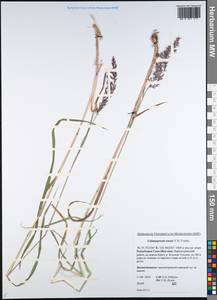 Calamagrostis angustifolia Kom., Siberia, Yakutia (S5) (Russia)