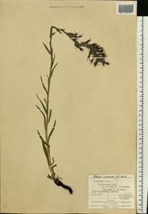 Pontechium maculatum (L.) Böhle & Hilger, Eastern Europe, West Ukrainian region (E13) (Ukraine)