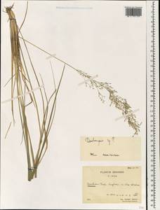 Deschampsia, South Asia, South Asia (Asia outside ex-Soviet states and Mongolia) (ASIA) (China)