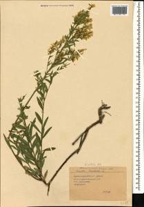 Genista tinctoria subsp. tinctoria, Caucasus, Black Sea Shore (from Novorossiysk to Adler) (K3) (Russia)