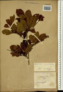 Berberis amurensis Rupr., South Asia, South Asia (Asia outside ex-Soviet states and Mongolia) (ASIA) (China)
