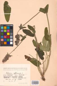 Betonica officinalis L., Eastern Europe, Moscow region (E4a) (Russia)