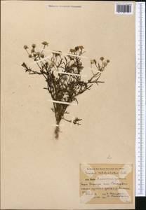 Senecio subdentatus Ledeb., Middle Asia, Pamir & Pamiro-Alai (M2) (Kyrgyzstan)